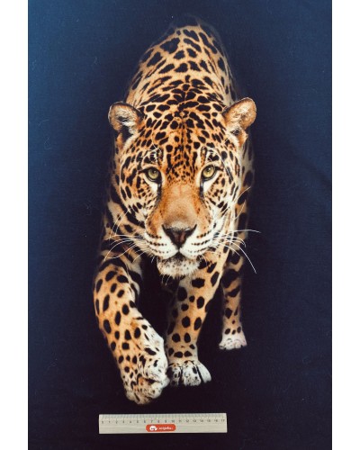 Jaguar Nocą